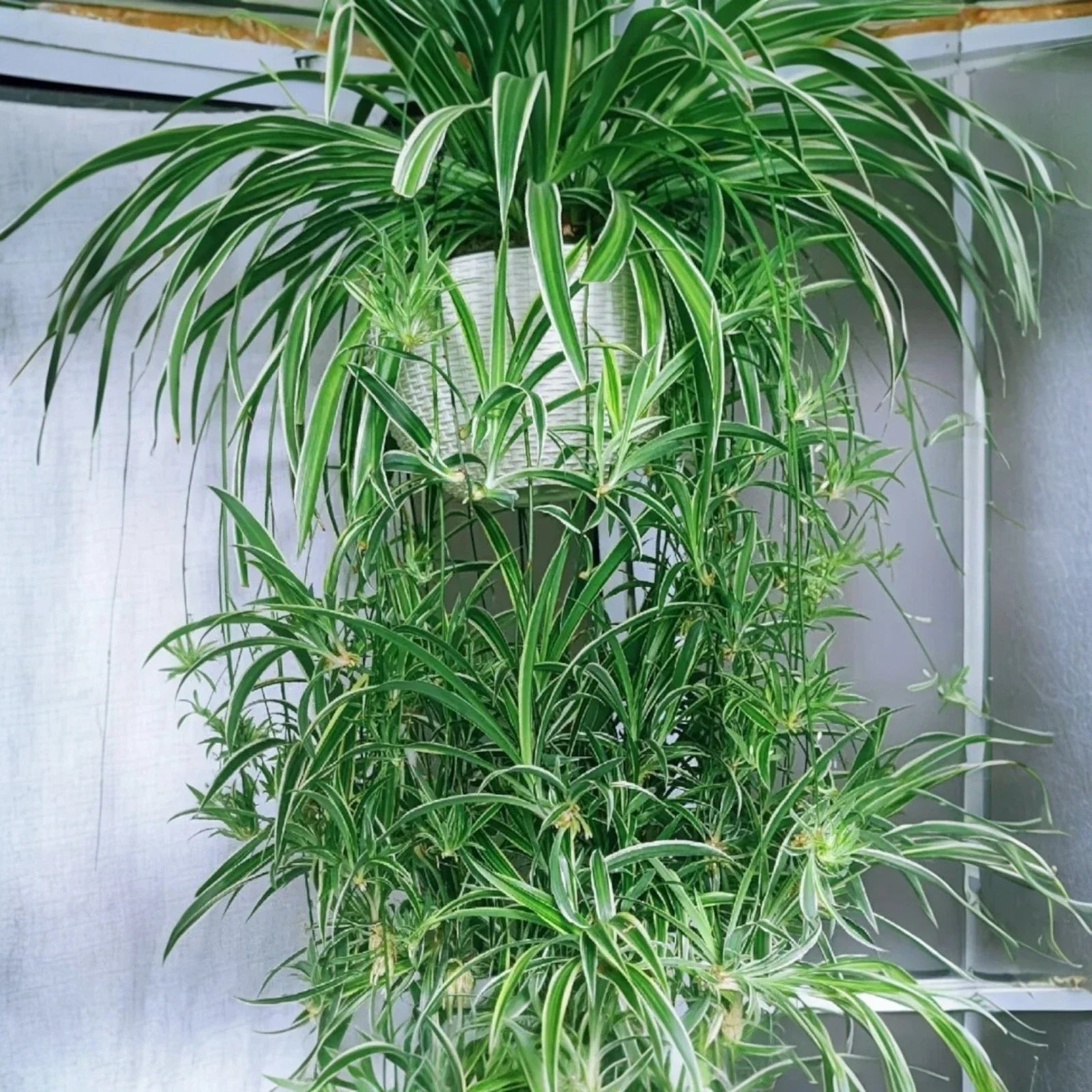 Reverse Variegated Spider Plant Cuttings 2PCS, Indoor Houseplant, Chlorophytum comosum, Air-Purifying, Easy to Propagate