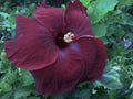 Rare Hibiscus Cuttings - Black Baron - 3 Unrooted Hibiscus rosa-sinensis 'Black Baron' Clippings