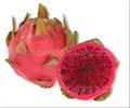Dragon Fruit Cutting Neon Variety Hylocereus setaceus X for Propagation, Indoor or Garden Plant