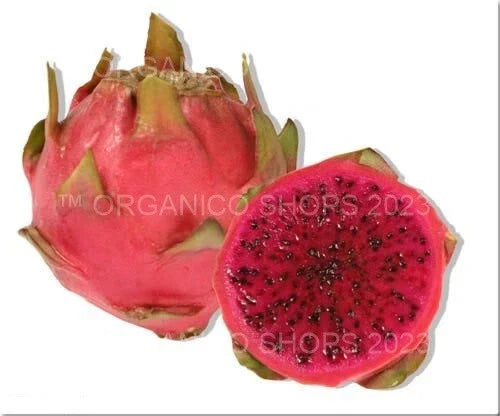 Dragon Fruit Cutting Neon Variety Hylocereus setaceus X for Propagation, Indoor or Garden Plant