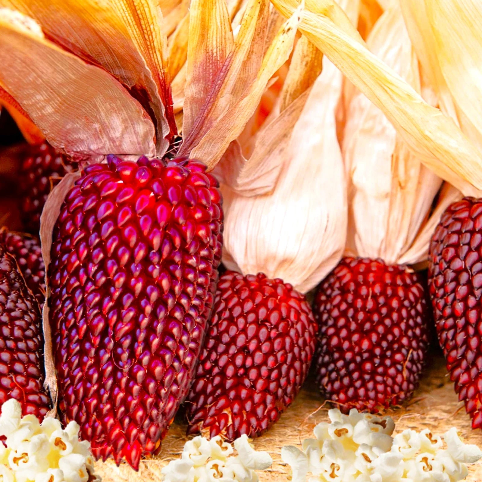Strawberry Popcorn Seeds | Mini Red Popping Ornamental Corn | Zea mays Everta | Heirloom Garden Seeds for 2025