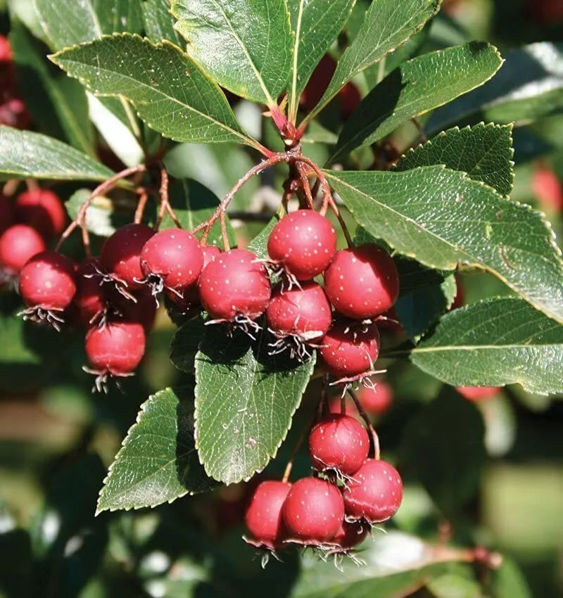 Thornless Hawthorn Tree Seeds - Crataegus crus-galli - Landscaping, Garden Planting, Privacy Screen, White Flowers, Red Berries