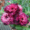 Magenta White Desert Rose Seeds - Adenium Obesum - Exotic Flower Seeds - Pack of 4