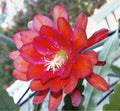 Epiphyllum Orchid Cactus Cutting IGVAZU FALLS Variety from Don's Cuttings