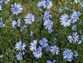 Bluest Blue Chicory Seeds - 100+ Non-GMO Blue Cut Flowers for Pollinators - Cichorium intybus