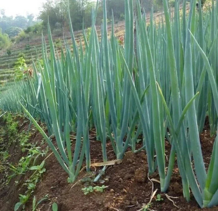 White Lisbon Green Bunching Onion Seeds - Allium Fistulosum - 50 Pack for Home Garden & Container Planting