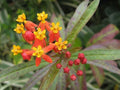 Bloodflower Milkweed Seeds - 35 Pack - Asclepias Curassavica - Butterfly Garden Plant - Native Pollinator Attractant