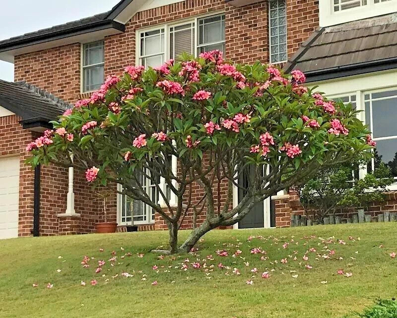 Mexican Red Plumeria Seeds - Tropical Frangipani Flower, P. rubra, Vibrant Red & Pink Blooms, Easy to Grow, Garden & Landscape Plants