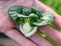 Cabbage Seeds - Pak Choi Extra Dwarf White Stem - Heirloom Brassica rapa subsp. chinensis - 400+ Seeds