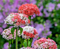 Maltice Cross Seeds 101 Pack Pink White Lychnis chalcedonica Flower Seeds for Borders & Pollinator Gardens