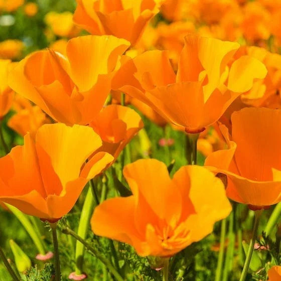 Giant Orange California Poppy Seeds | Sun Gold Poppies | Eschscholzia californica | Garden Flower Seeds for Borders & Wildflowers