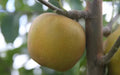 Pine Golden Pippin Apple Seeds, Malus domestica, Non-GMO, for Home Garden & Orchard Planting, USA Grown
