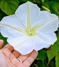 Moonflower Seeds - Climbing Vine, Fragrant White Flowers, Ipomoea alba, Night Blooming Wildflower, Garden Trellis Seeds