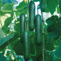Organic Cucumber Seeds 20PCS Cucumis sativus Climbing Vine for Gardening, Salad, Container Planting