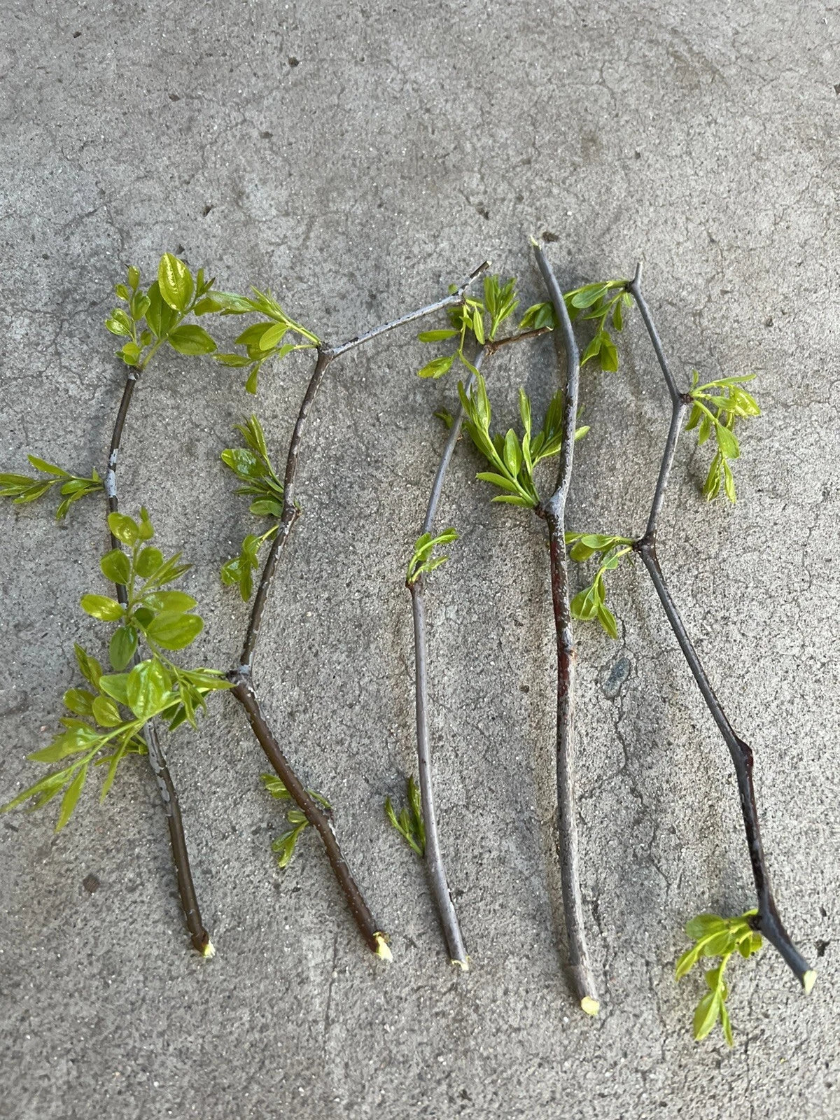 Jujube Tree Cuttings 5 Pcs Lang Chinese Red Date Ziziphus jujuba for Home Garden, Orchard, Container Planting
