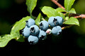 Blueberry Bush Seeds - 50 Count High Yield Vaccinium corymbosum for Home Gardens & Containers Free USA Shipping