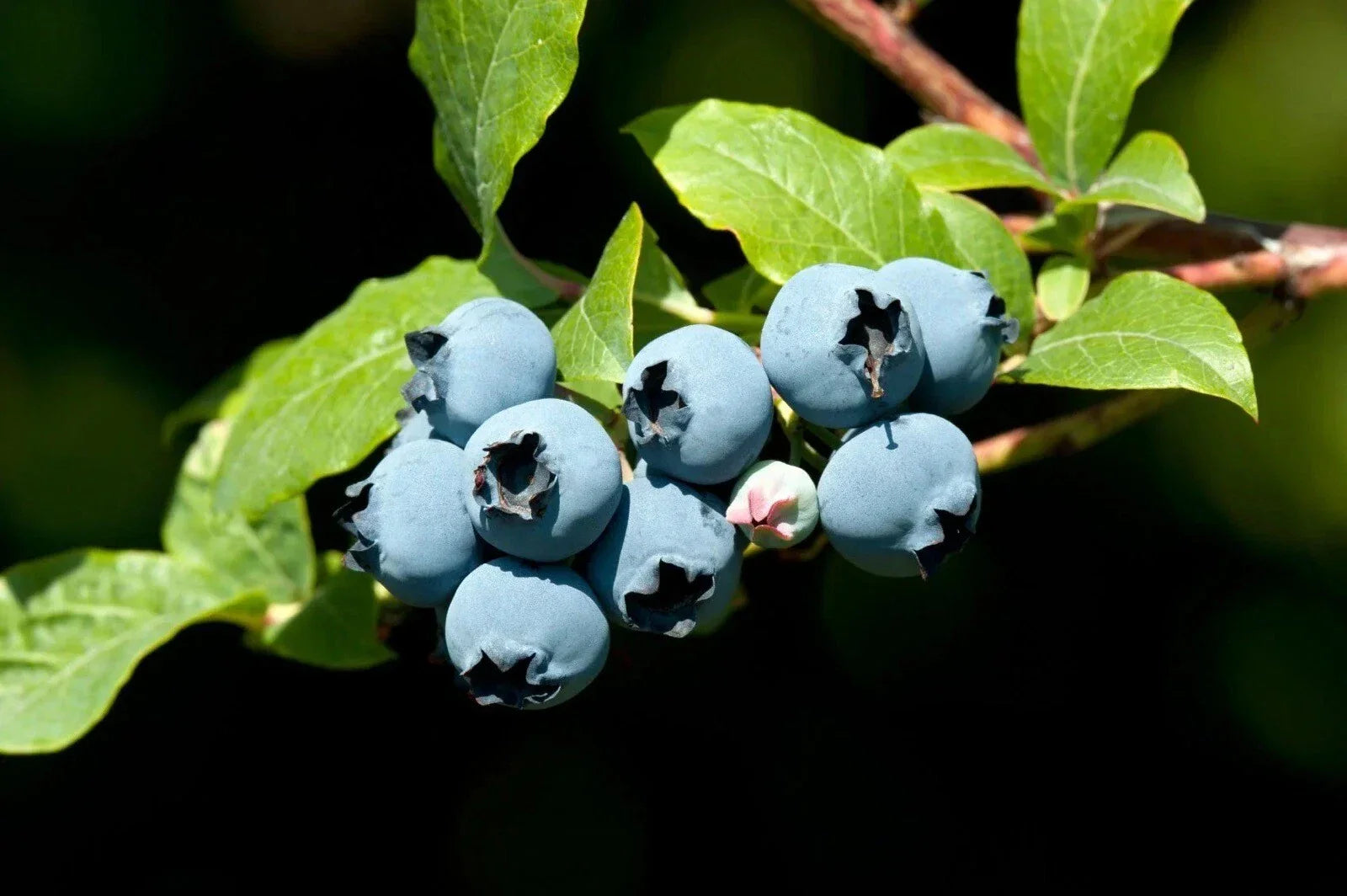 Blueberry Bush Seeds - 50 Count High Yield Vaccinium corymbosum for Home Gardens & Containers Free USA Shipping