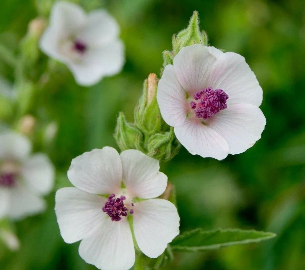 Marshmallow Seeds Pack – Althaea Officinalis Perennial Herb, Organic, Non-GMO, Free Shipping