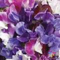 Sweet Pea Seeds - 50+ Count, Fragrant Blooming Climbing Plant, Lathyrus odoratus, Garden, USA Grown
