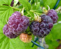 Organic Glencoe Purple Raspberry Plant - Live Rooted Starter for Zones 4-9, Rubus idaeus 'Glencoe'