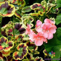 Mrs. Henry Cox Geranium Seeds - 25+ Color Varieties Pelargonium x hortorum Garden Seeds