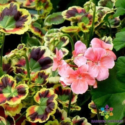 Mrs. Henry Cox Geranium Seeds - 25+ Color Varieties Pelargonium x hortorum Garden Seeds
