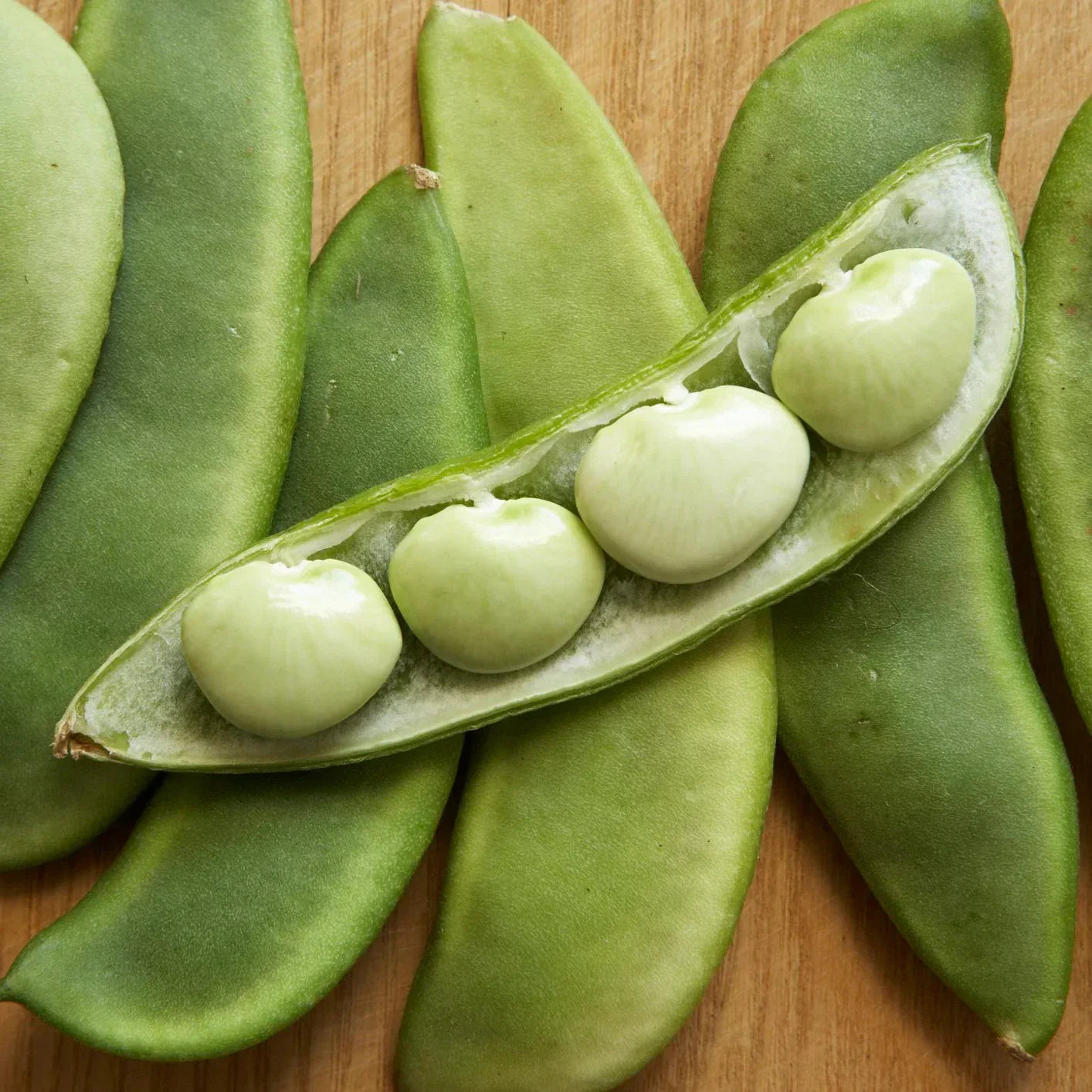 Fordhook 242 Lima Bean Seeds – Large Pods, Drought Resistant, AAS Winner, Phaseolus lunatus, Bush-Type, Annual Vegetable Seed Pack