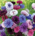 Cornflower Seeds Bulk Pack - Heirloom Non-GMO Centaurea cyanus Flower Seeds, Blue Pink White, 1500 Seeds