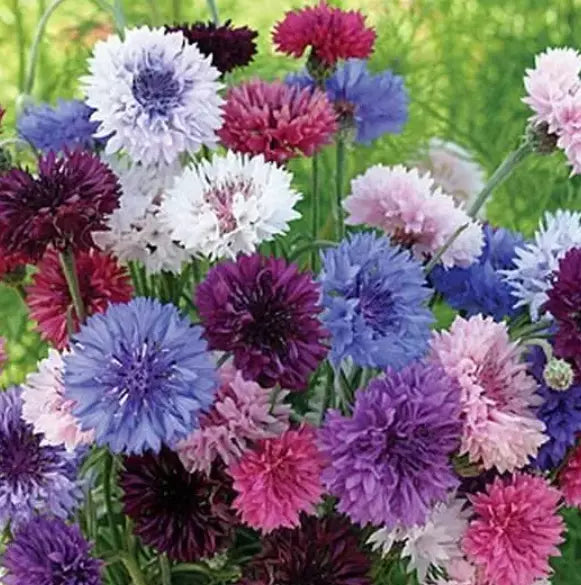 Cornflower Seeds Bulk Pack - Heirloom Non-GMO Centaurea cyanus Flower Seeds, Blue Pink White, 1500 Seeds