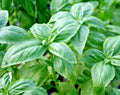 Organic Genovese Basil Seeds for Pesto, Herb Garden, Patio Containers, Ocimum basilicum, Non-GMO, Full Sun