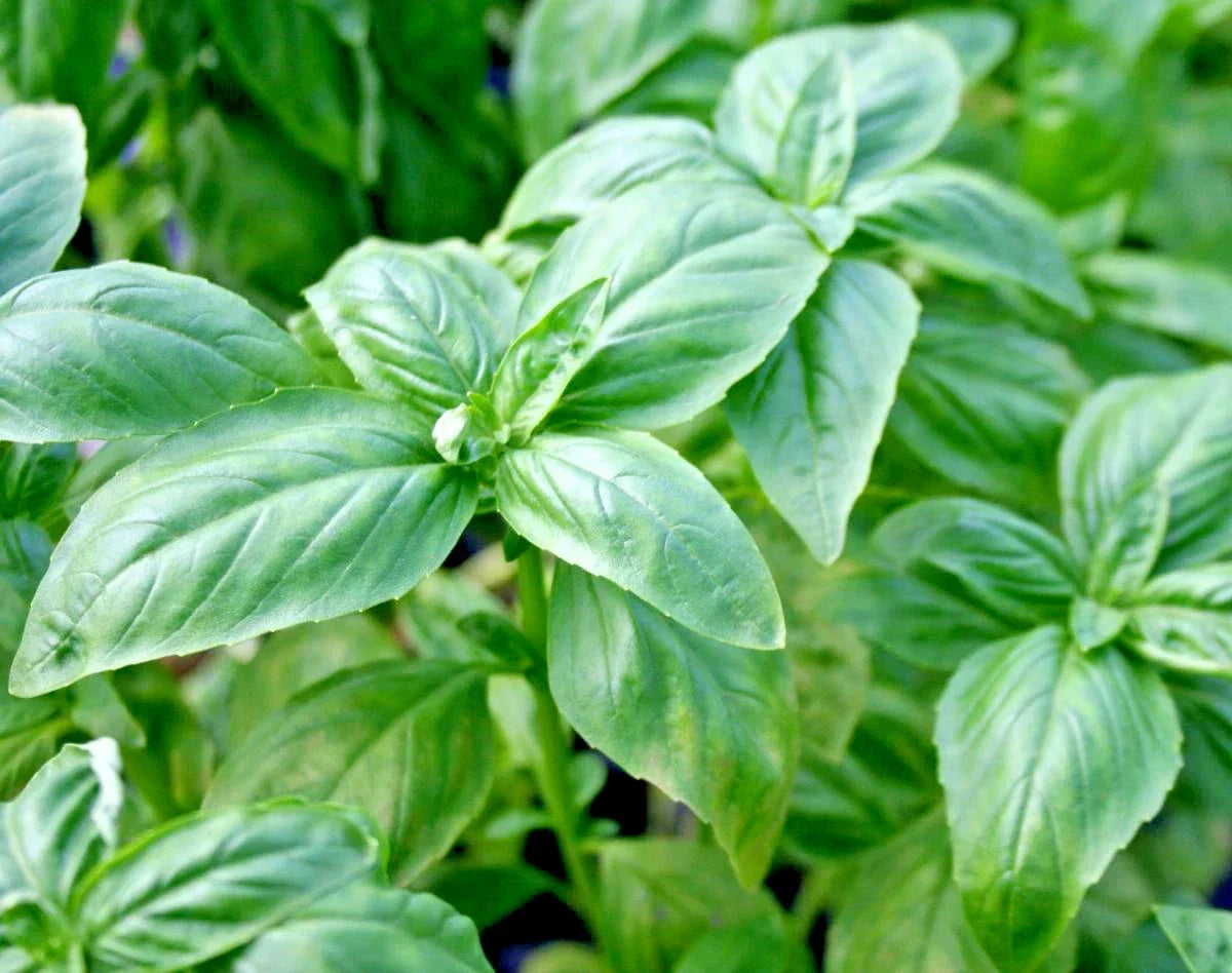 Organic Genovese Basil Seeds for Pesto, Herb Garden, Patio Containers, Ocimum basilicum, Non-GMO, Full Sun