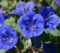 California Bluebell Flower Seeds - 1000+ Pack, Vibrant Blue Blooms, Drought Tolerant, Annual Phacelia campanularia