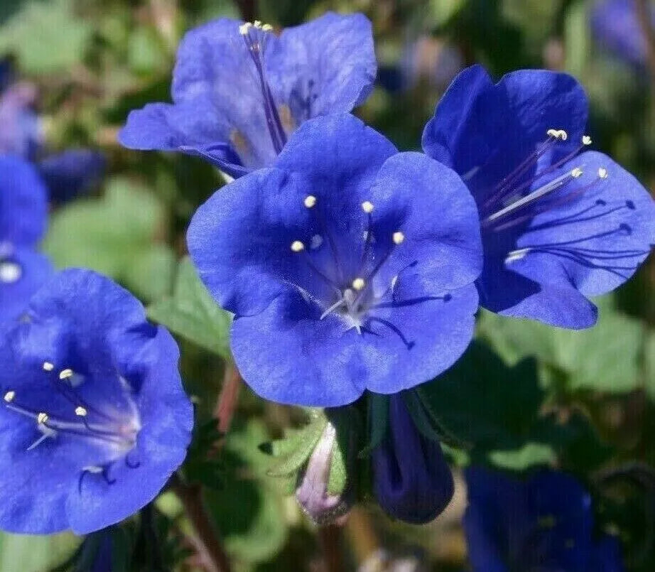 California Bluebell Flower Seeds - 1000+ Pack, Vibrant Blue Blooms, Drought Tolerant, Annual Phacelia campanularia