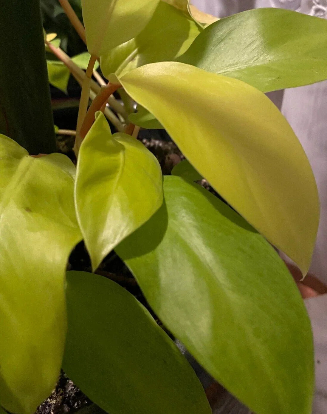 Philodendron Maylay Gold Plant 3" Pot, Golden Goddess Lemon Lime, Air-Purifying Indoor Houseplant, Vibrant Neon Foliage