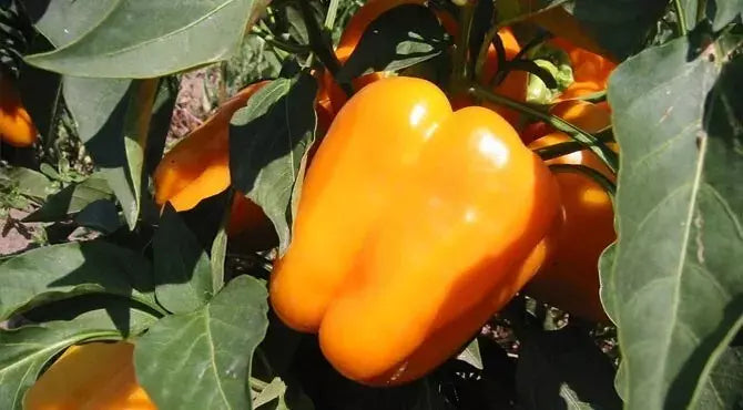 Orange King Bell Pepper Seeds - Organic Heirloom Non-GMO Vegetable Seeds for Home Garden, Vibrant Orange Color, 10+ Seeds