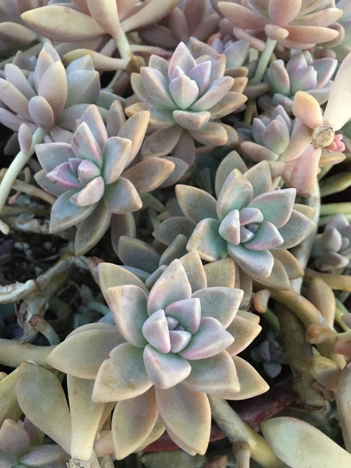 Graptopetalum Paraguayense Ghost Plant Succulent Cuttings – 3 Healthy Propagation Stem Cuttings