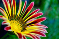 Gazania Seeds - 100 Count, Colorful Mix, Gazania rigens, Drought-Tolerant, Full Sun, Flower Seeds for Garden Beds & Containers