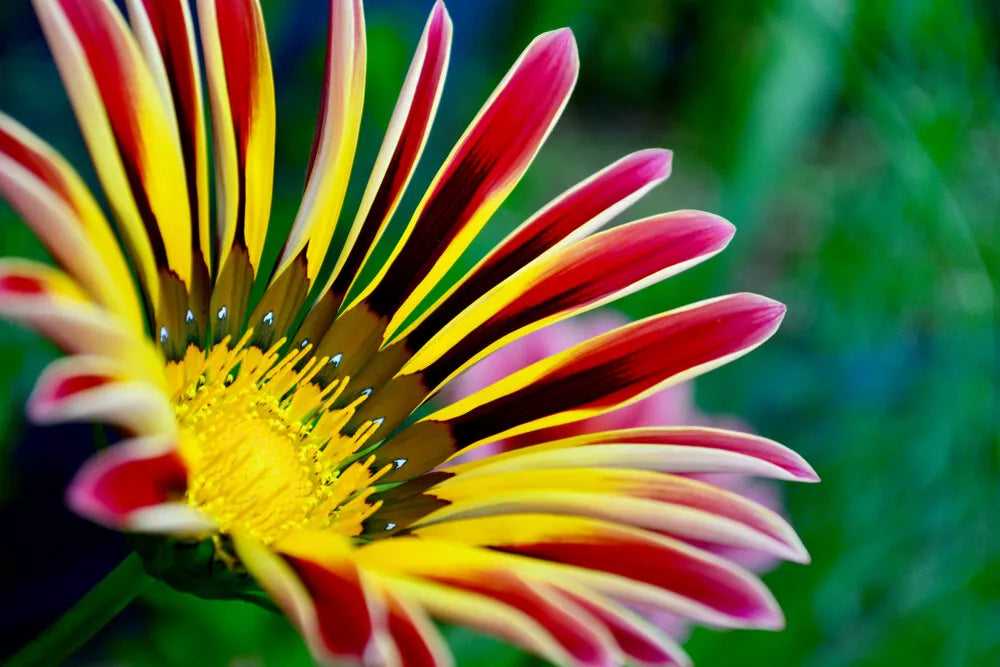 Gazania Seeds - 100 Count, Colorful Mix, Gazania rigens, Drought-Tolerant, Full Sun, Flower Seeds for Garden Beds & Containers