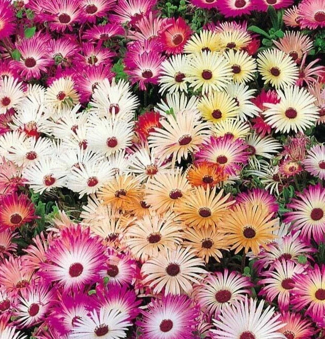 Ice Plant Flower Seeds, Annual, Mixed Colors, Delosperma cooperi, Drought-Resistant, Garden, Border, Container