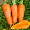 Chantenay Red Cored Carrot Seeds - Sweet Cone Variety for Planting 2025 - Daucus carota - Heirloom, Non-GMO, Full Sun