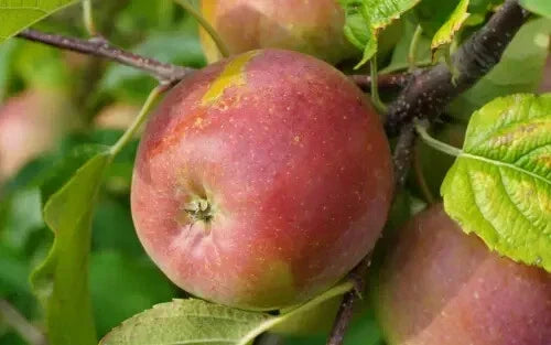 Fuji Apple Seeds - 25+ Pack for Gardening - Malus domestica 'Fuji' - Fruit Tree Seeds for Home Garden & Orchard
