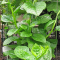 Malabar Spinach Seeds - Pack of 15-100 Green Climbing Vine, Basella alba, Nutritional Superfood for Gardens