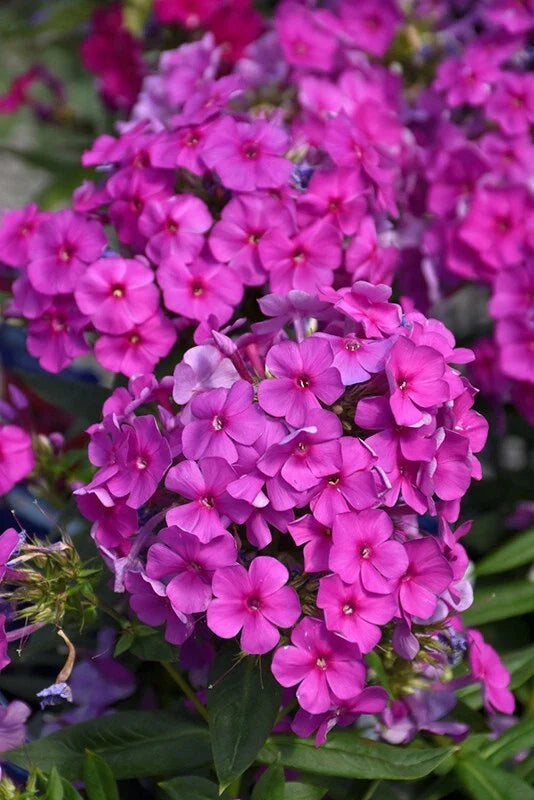 Purple Flame Phlox Seeds - 100+ Count, Vibrant Purple Flowers, Phlox paniculata, Garden Planting, Perennial, USA