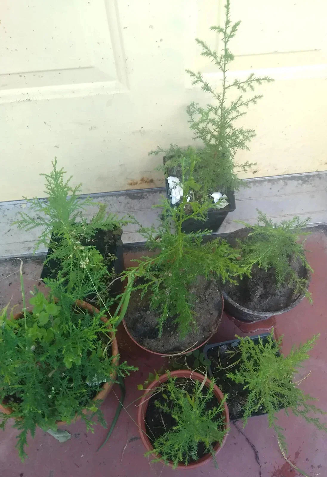 Cedar of Goa Bare Root Plant 12-14" | Evergreen Tree | Hesperocyparis Lusitanica for Landscaping & Privacy