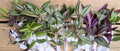 Tradescantia Stem Cuttings - 10 Varieties Indoor Houseplant Decor - Wandering Jew - Tradescantia spp.