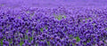Lavender Seeds 200+ | English Lavender (Lavandula angustifolia) for Gardens & Aromatherapy