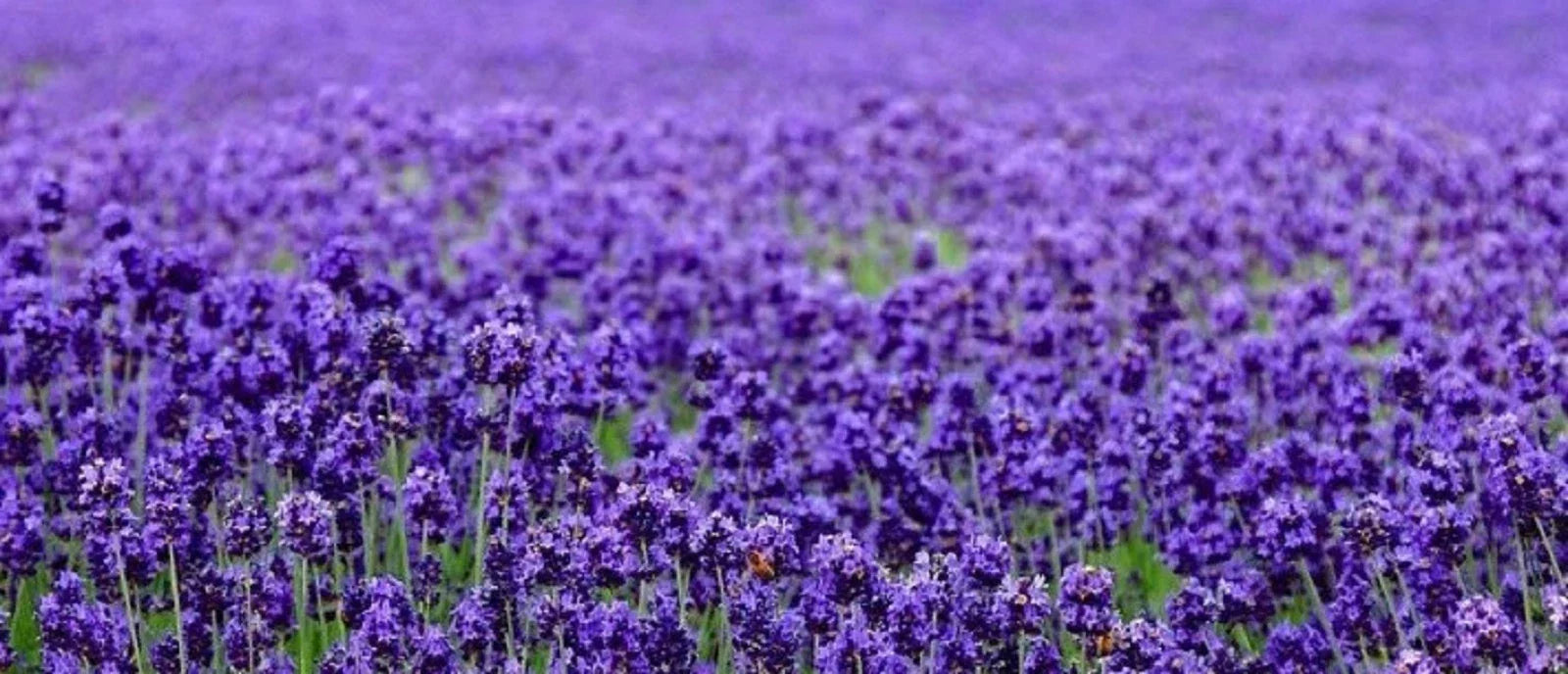 Lavender Seeds 200+ | English Lavender (Lavandula angustifolia) for Gardens & Aromatherapy