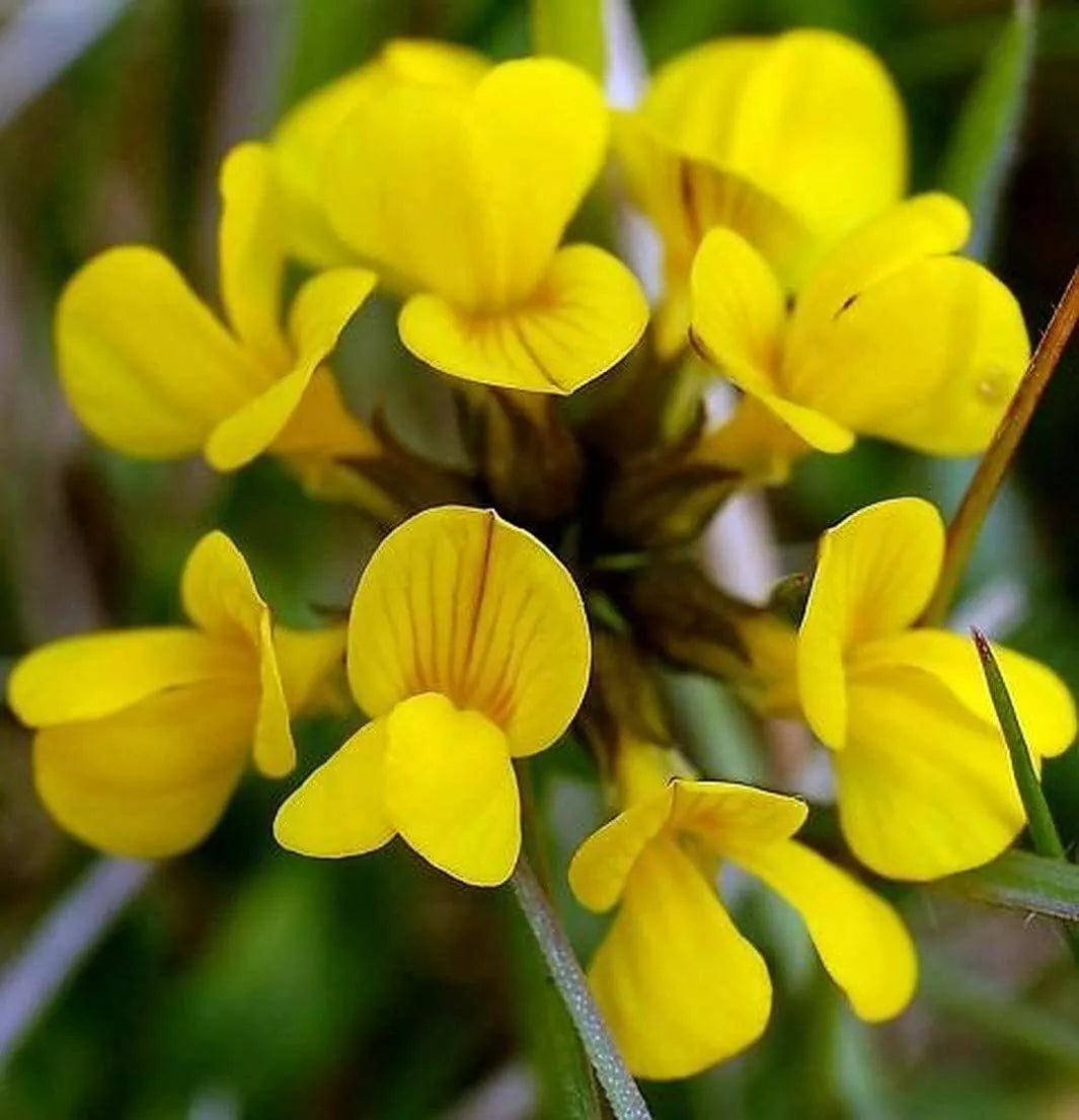 Birds Foot Seeds 500 Pack Lotus Corniculatus Wildflower Seeds for Garden, Erosion Control, Pollinator Attractant