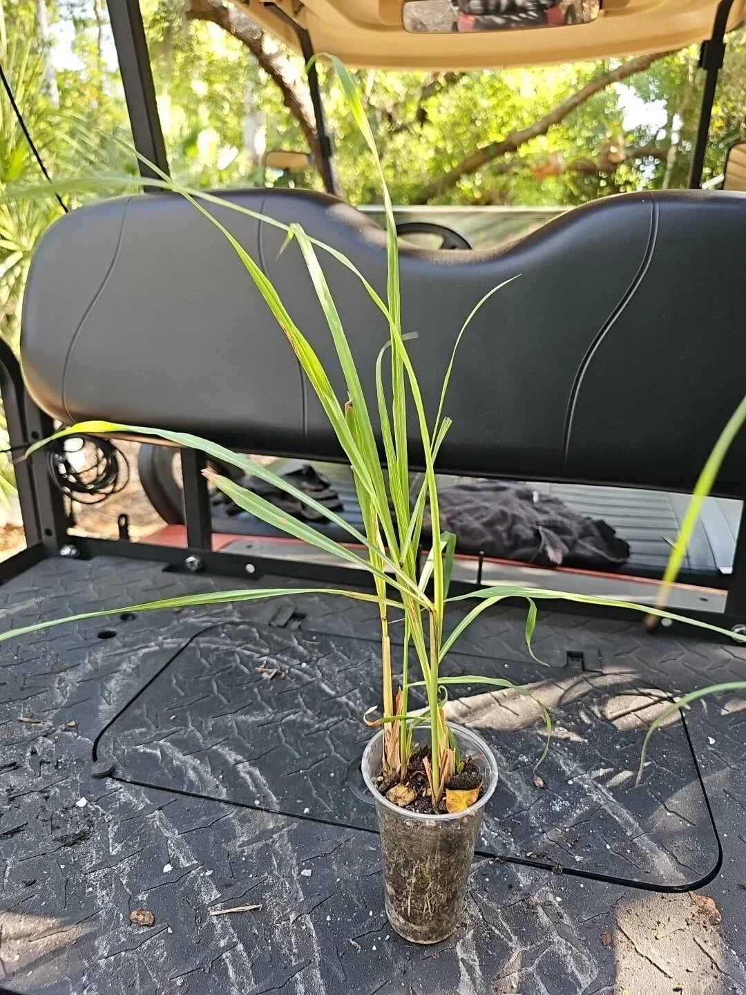 Live Lemongrass Stalks Plant - Cymbopogon Sereh Herb in 3-Inch Pot, Aromatic, Culinary, Lemon Grass