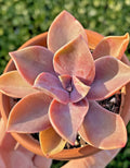 Rare Succulent Graptoveria Fred Ives Live Plant 2-Inch | Indoor Low Maintenance Houseplant